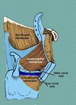 Vocal Folds within the Larynx