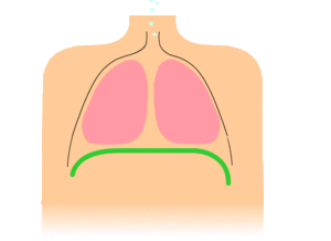 The Diaphragm for singing