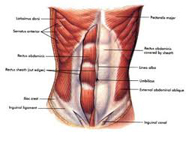 Abdominal Muscles of the Singer