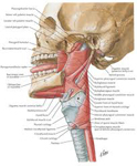 Constricor Muscle and Singing