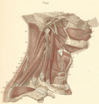 Constricor Muscle