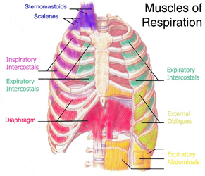 Breathing Muscles of the Singer